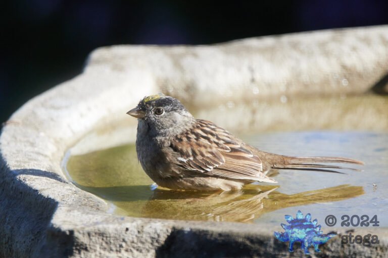 Gold-Crowned Sparrow