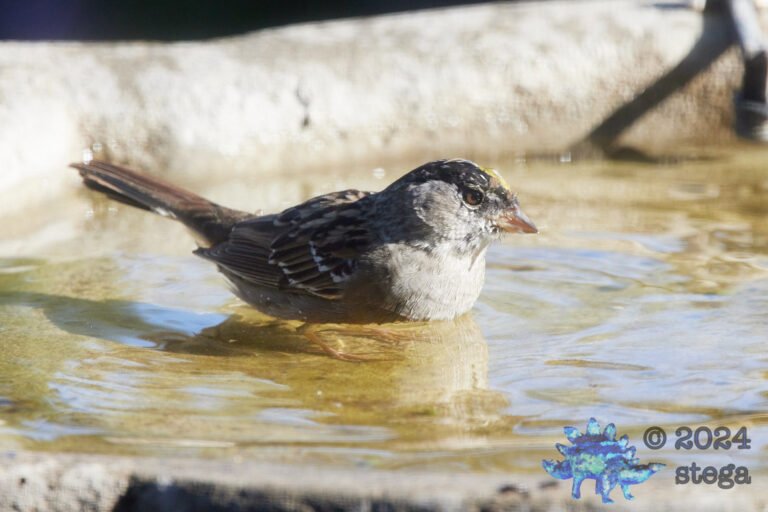 Gold-Crowned Sparrow