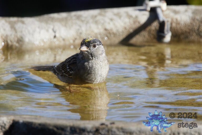 Gold-Crowned Sparrow