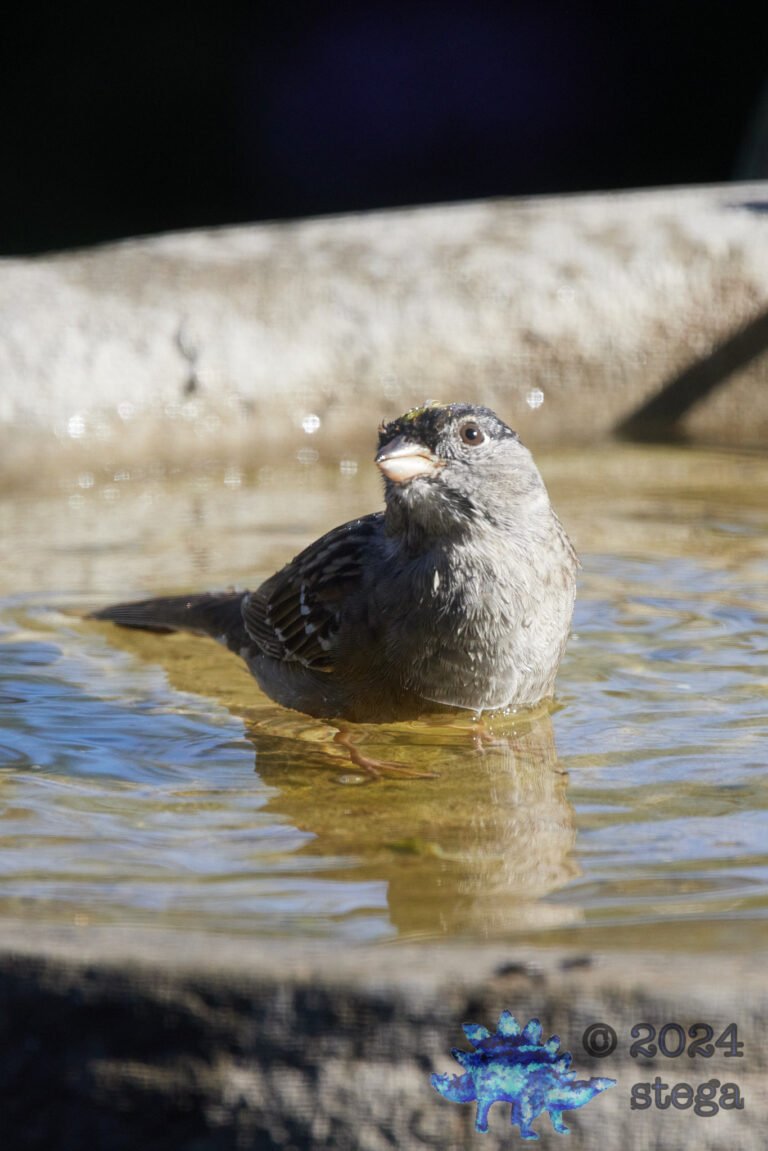 Gold-Crowned Sparrow
