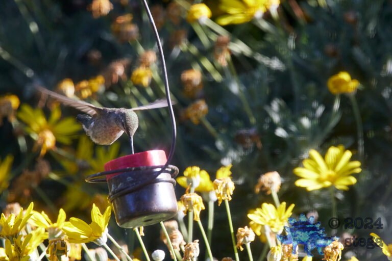 Anna’s Hummingbird