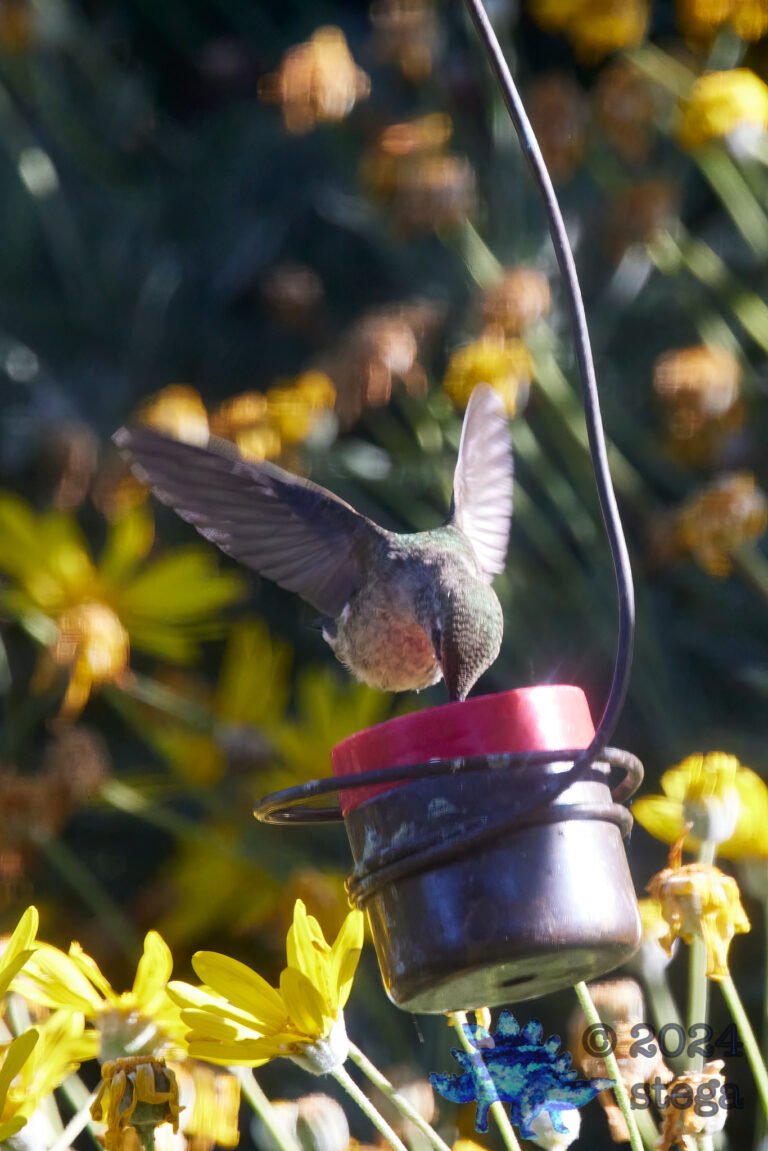 Anna’s Hummingbird