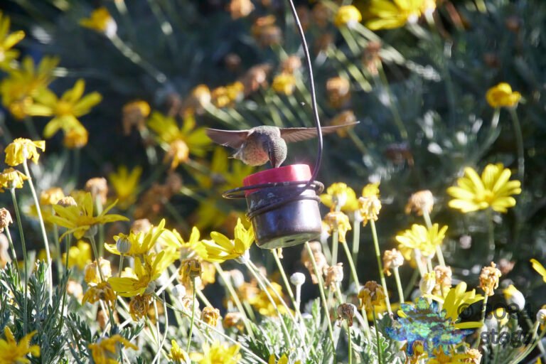 Anna’s Hummingbird