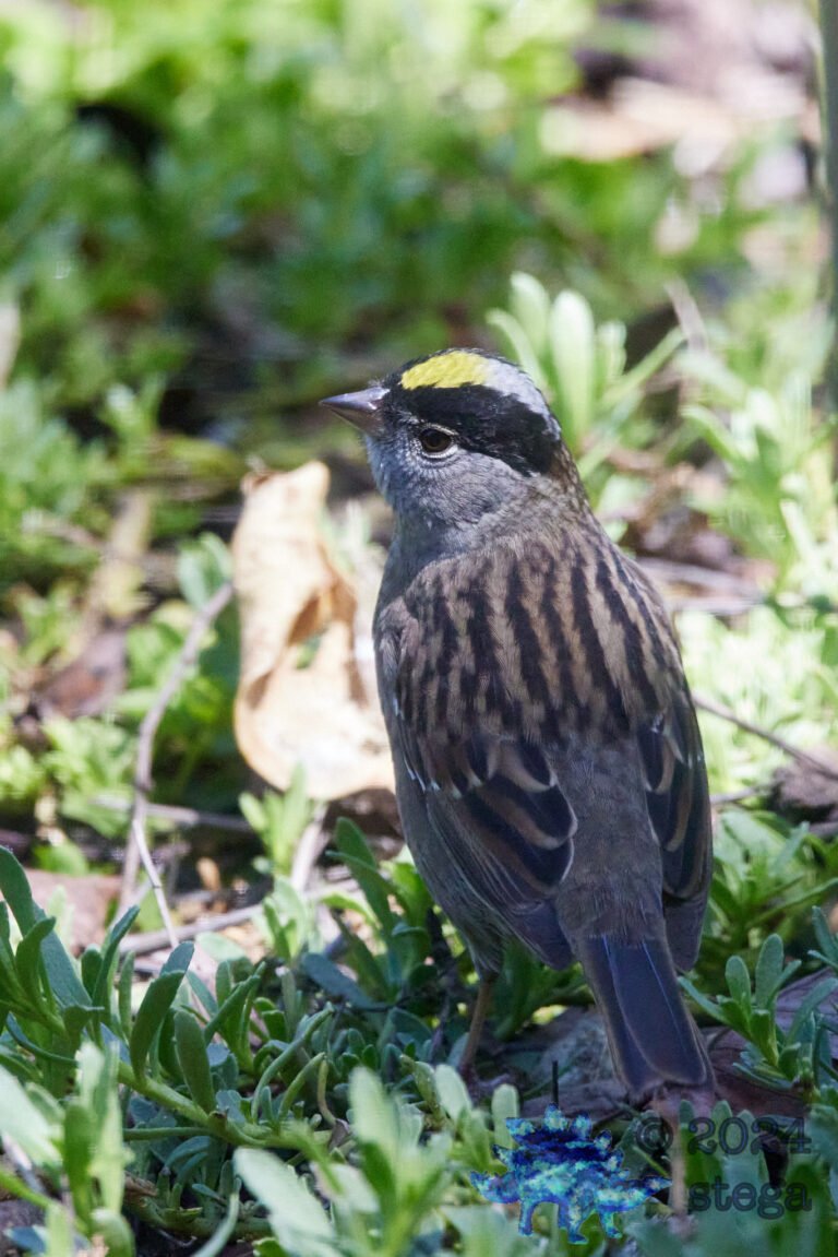 Gold-Crowned Sparrow