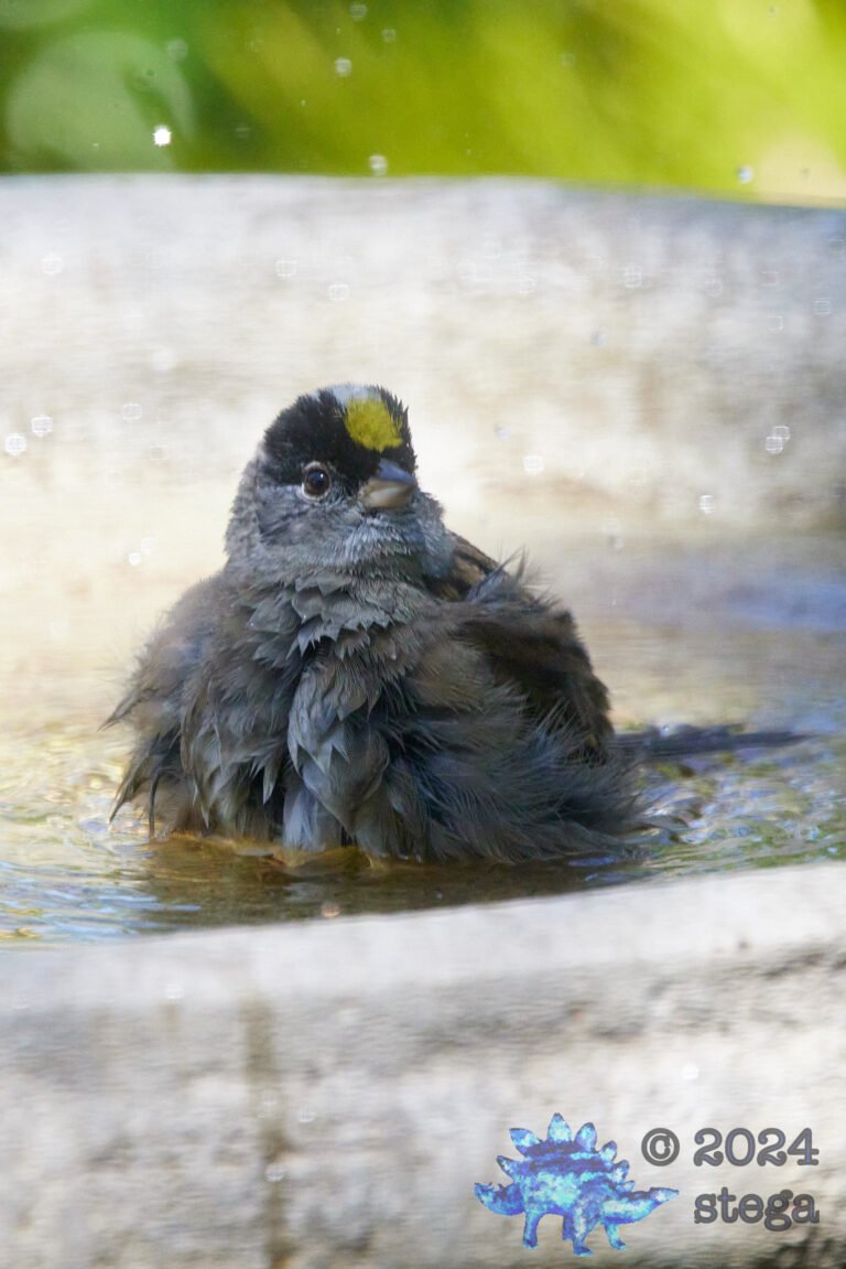 Gold-Crowned Sparrow