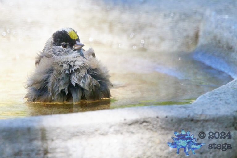 Gold-Crowned Sparrow