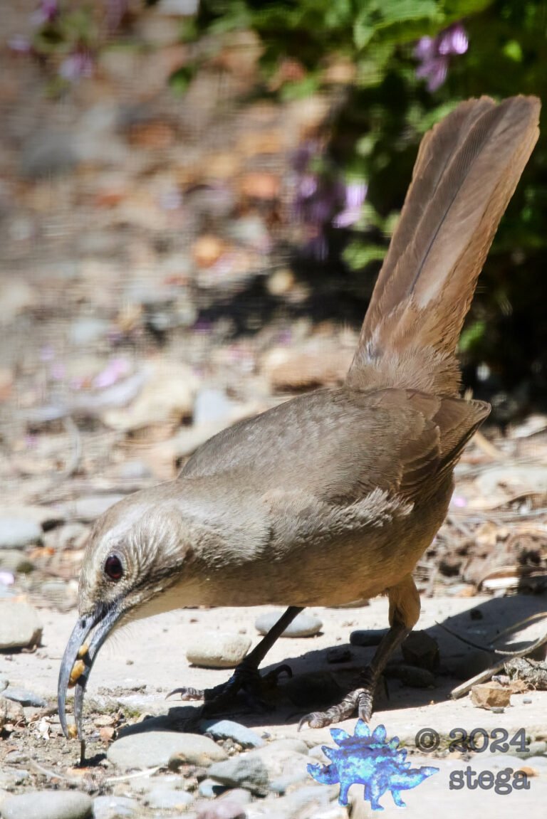 California Thrasher