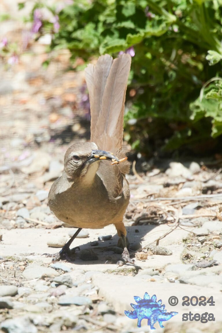 California Thrasher