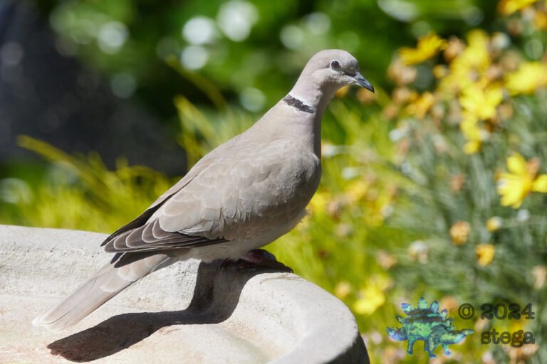 Eurasian Collared Dove