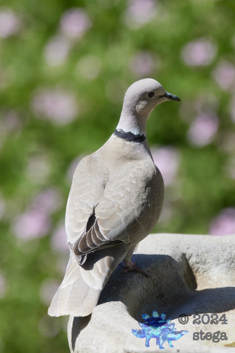Eurasian Collared Dove