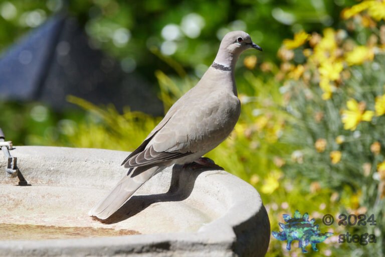 Eurasian Collared Dove