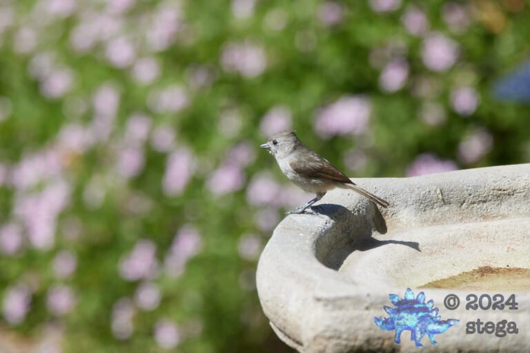 Oak Titmouse