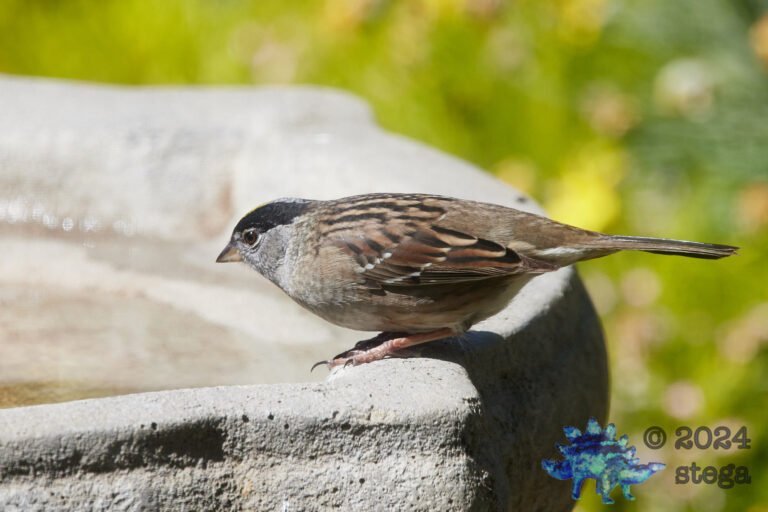 Gold-Crowned Sparrow