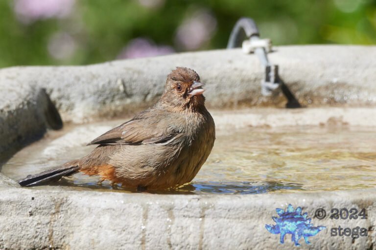 California Towhee