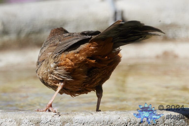 California Towhee