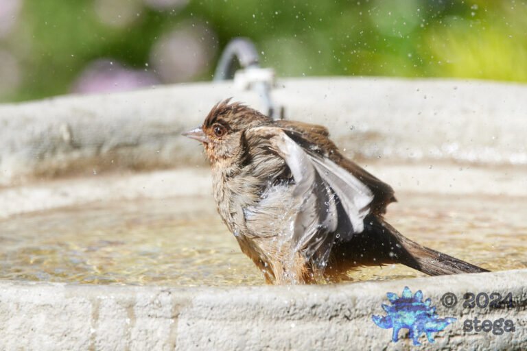 California Towhee