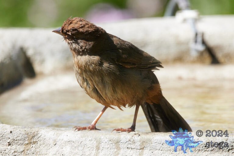 California Towhee