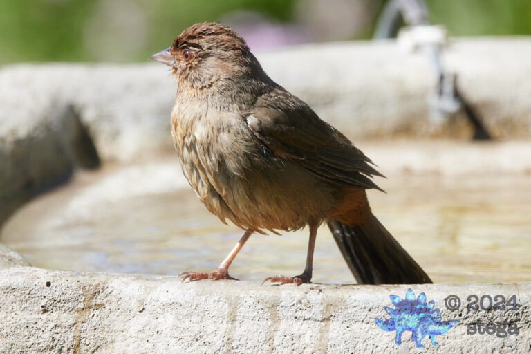 California Towhee