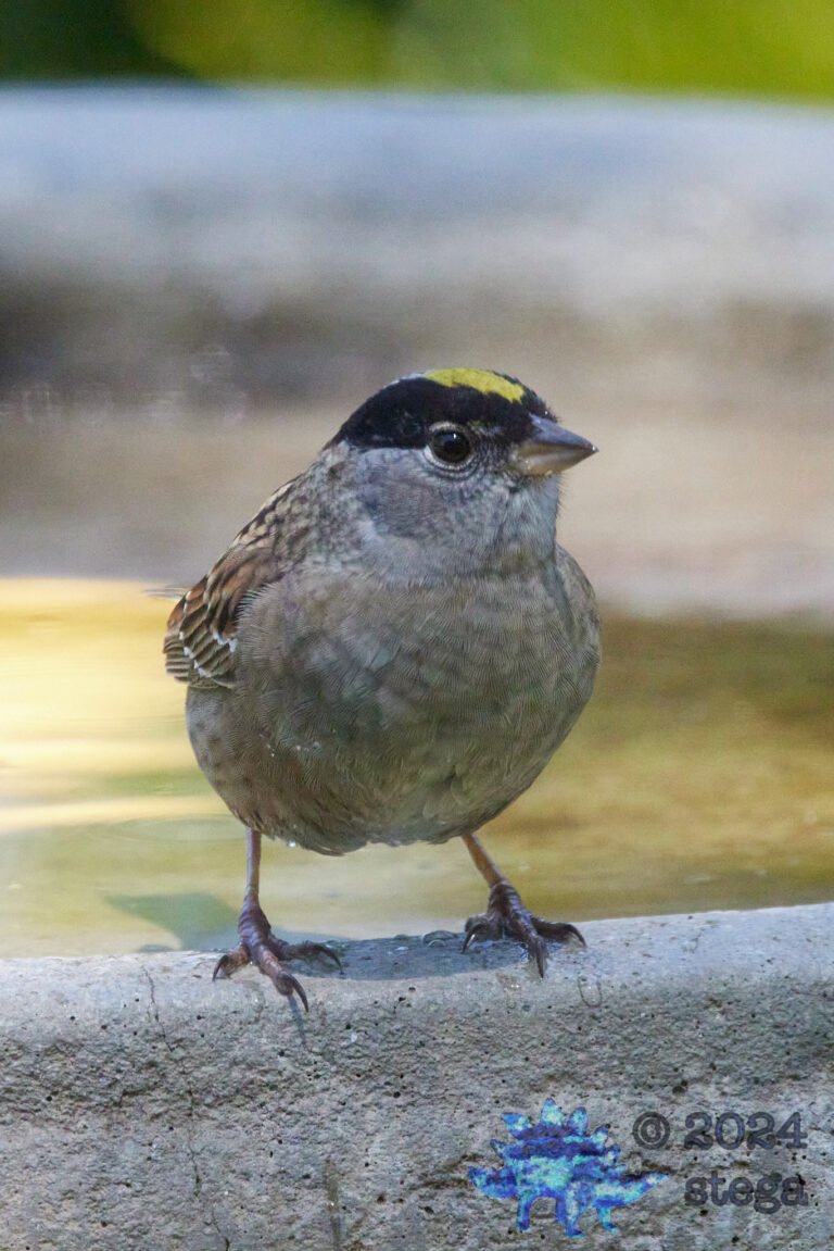 Gold-Crowned Sparrow