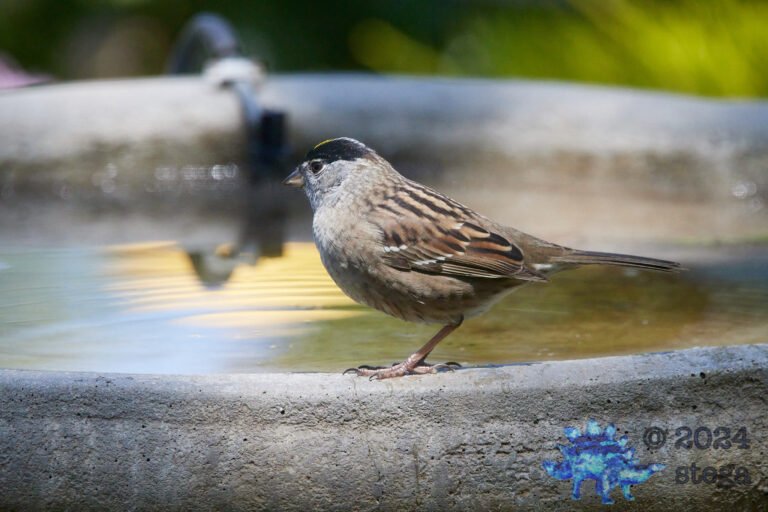 Gold-Crowned Sparrow