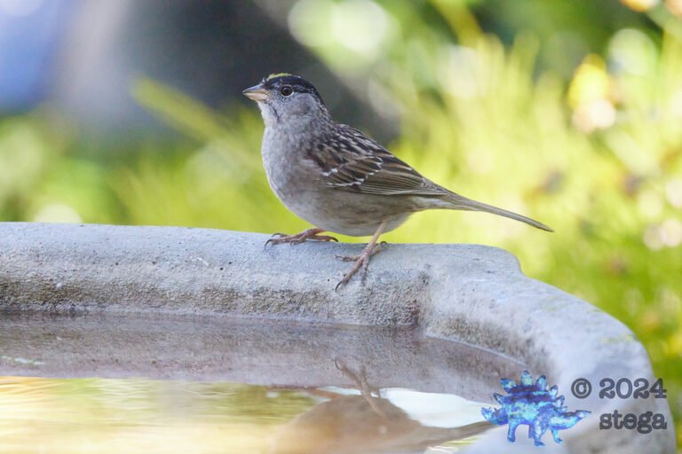 Gold-Crowned Sparrow