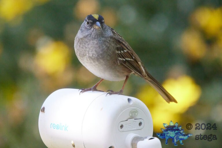 Gold-Crowned Sparrow