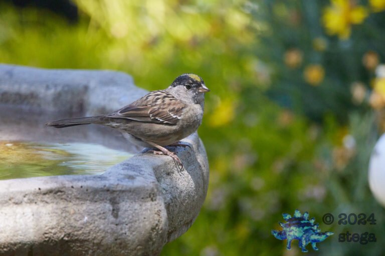 Gold-Crowned Sparrow