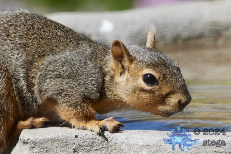 Fox Squirrel