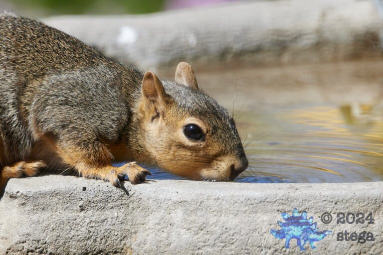 Fox Squirrel