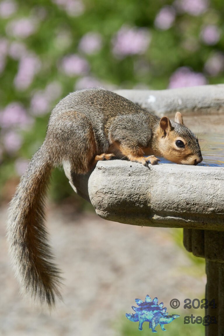 Fox Squirrel