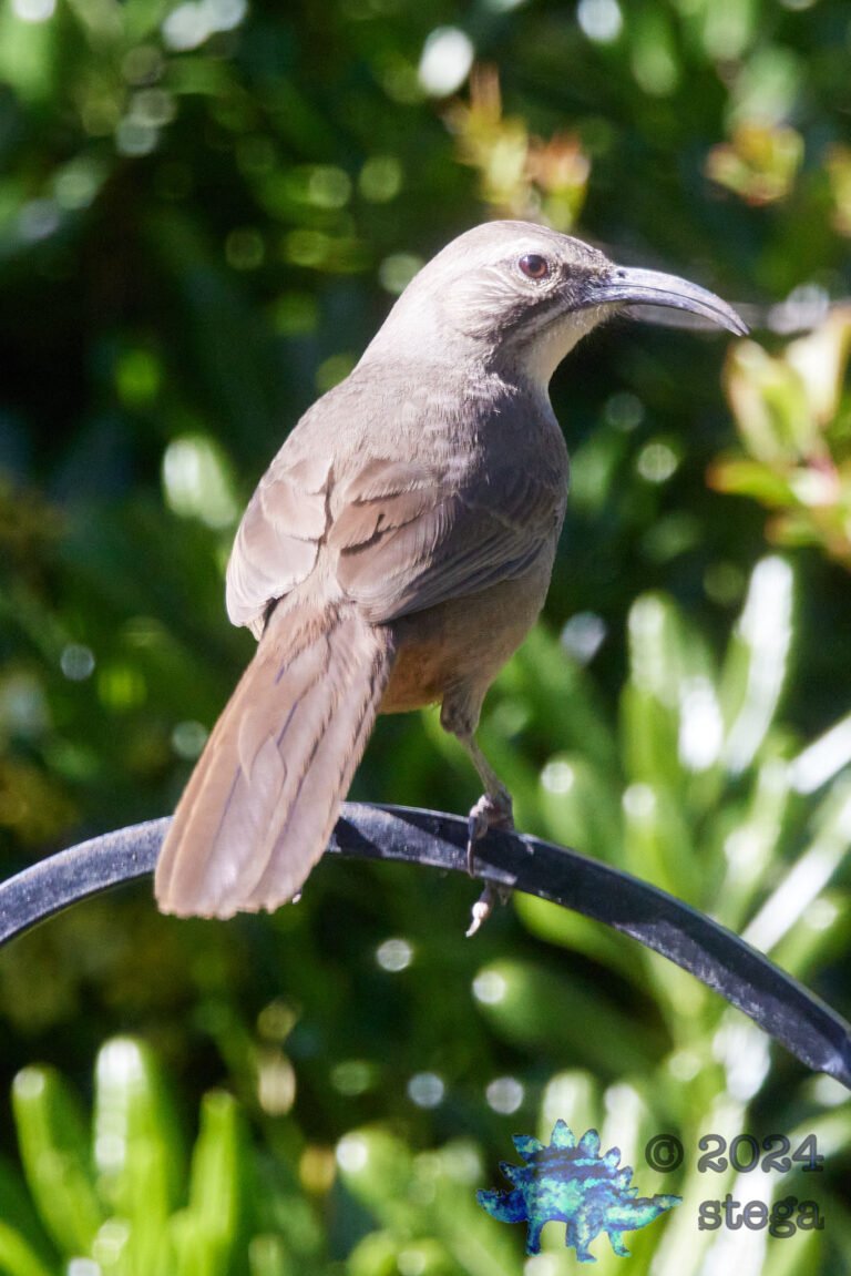 California Thrasher
