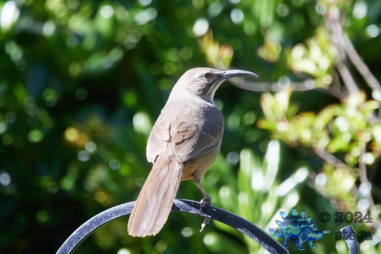 California Thrasher