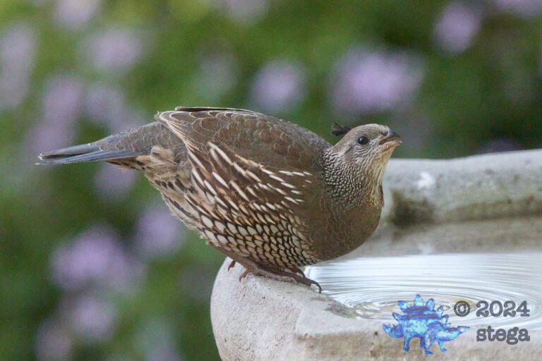 California Quail