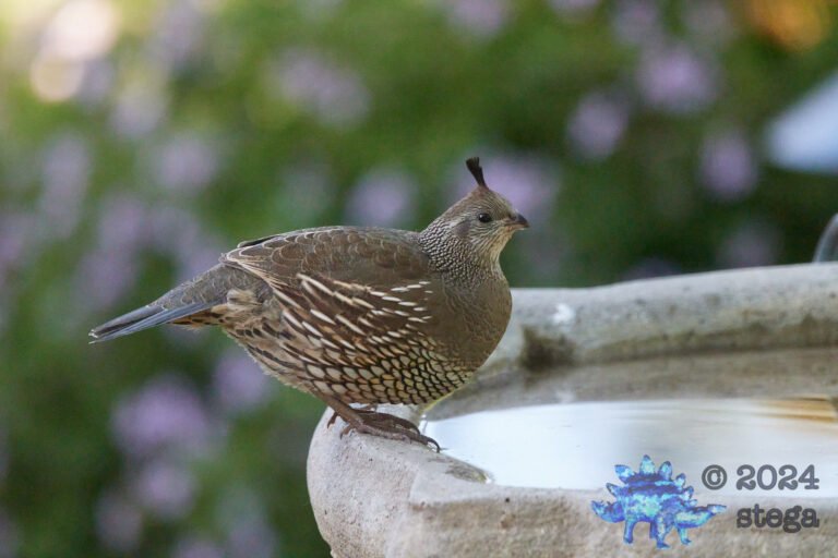 California Quail