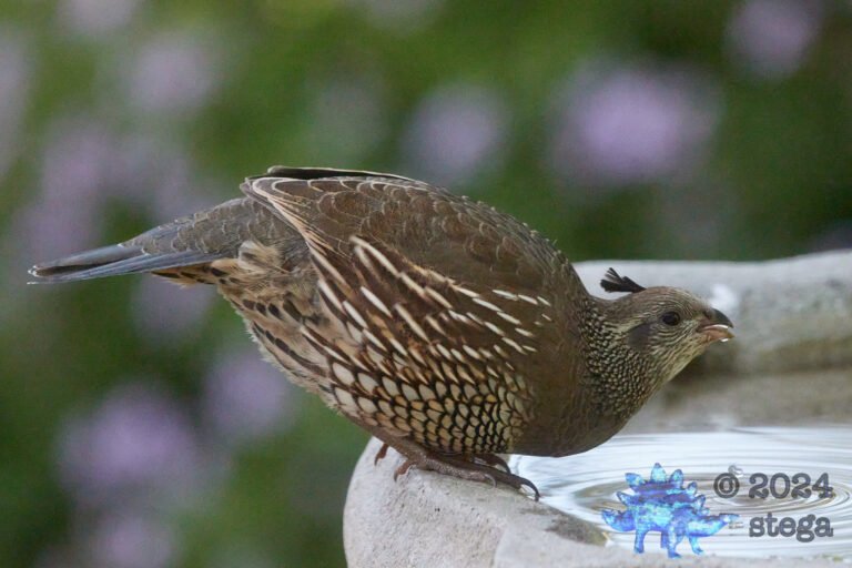 California Quail