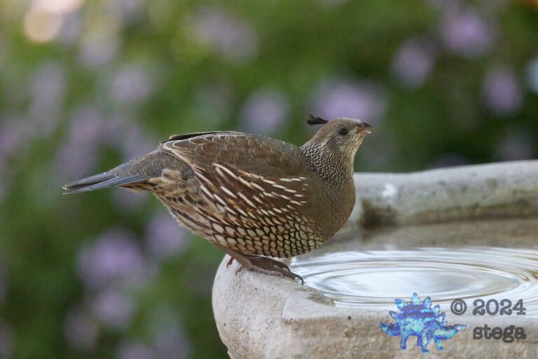 California Quail