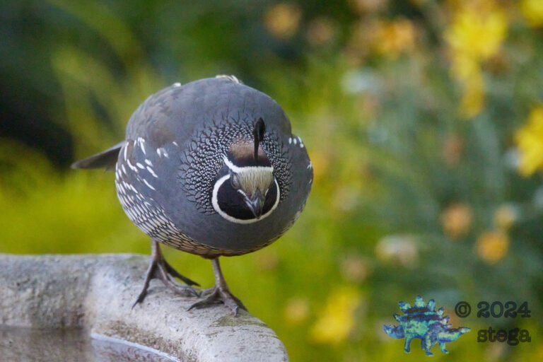 California Quail