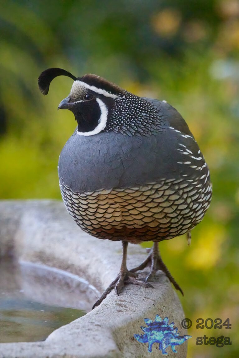 California Quail