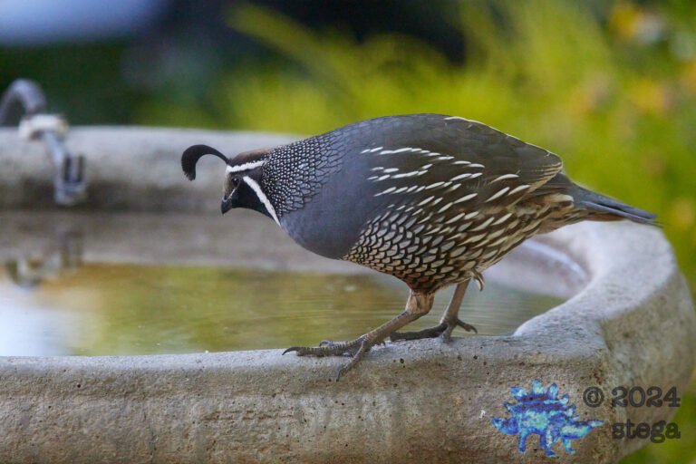 California Quail