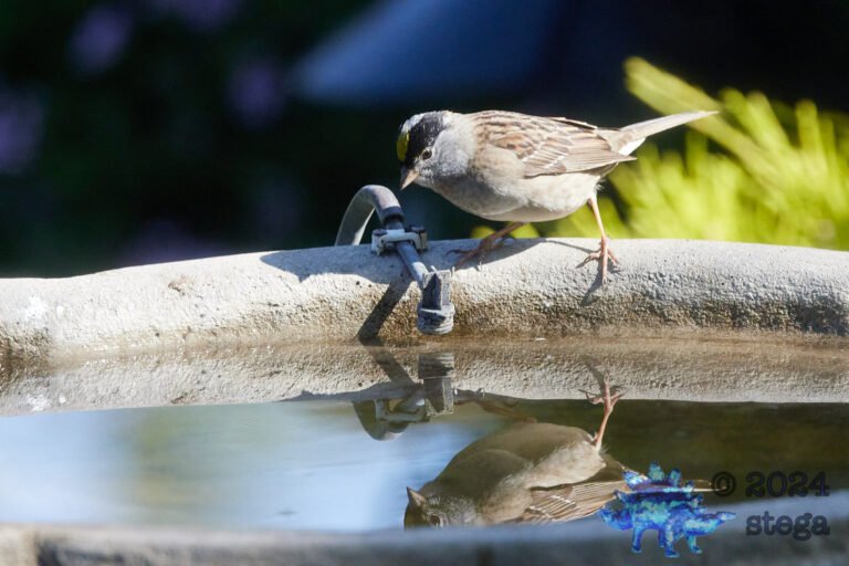 Gold-Crowned Sparrow