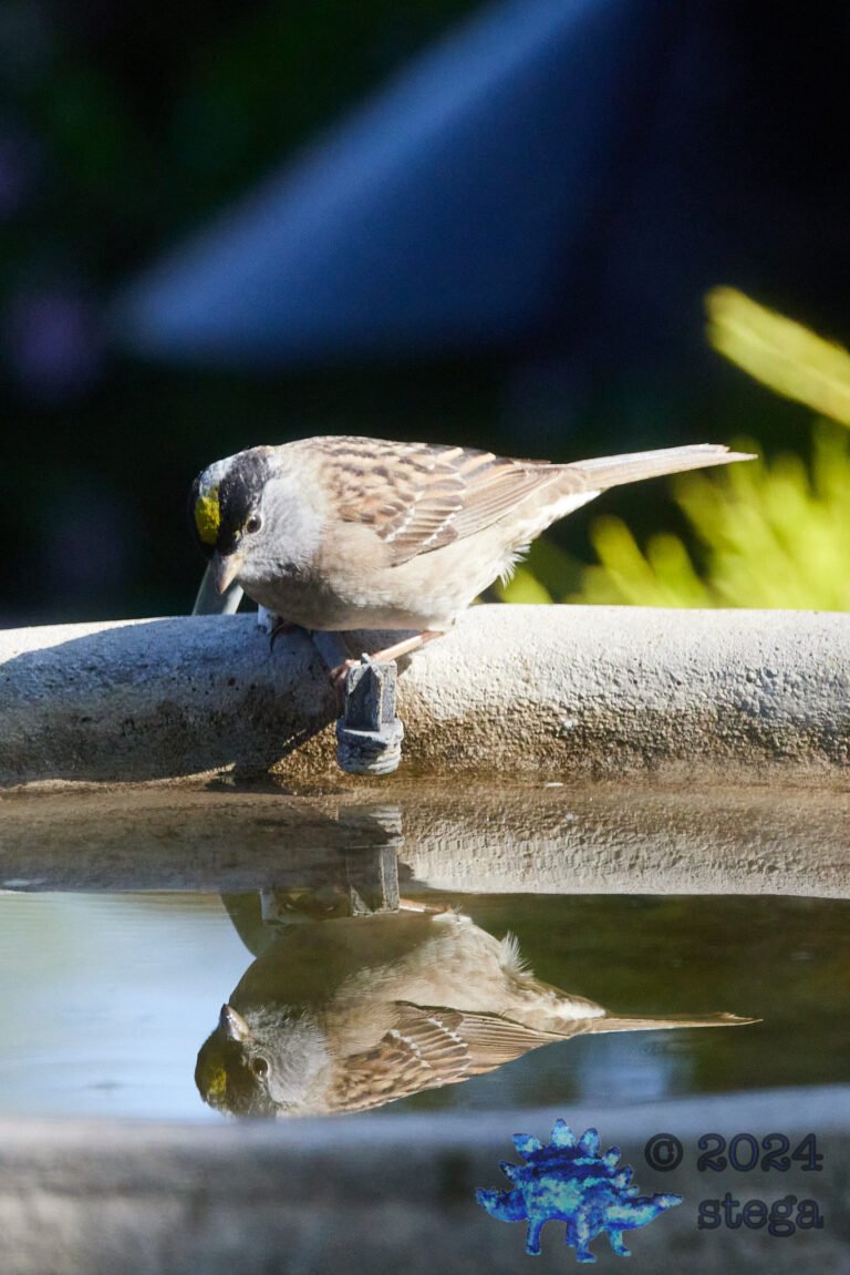 Gold-Crowned Sparrow