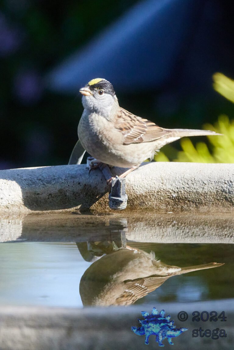 Gold-Crowned Sparrow