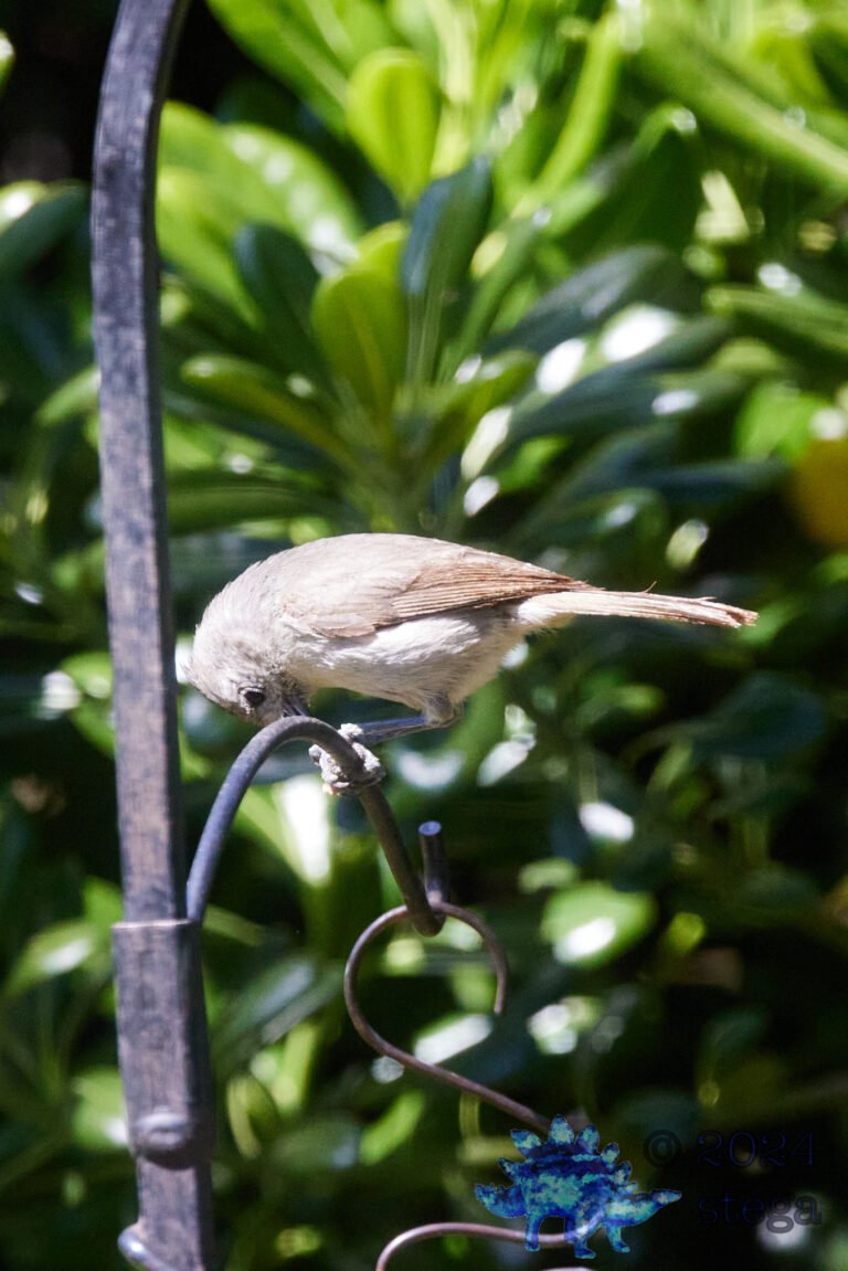 Oak Titmouse
