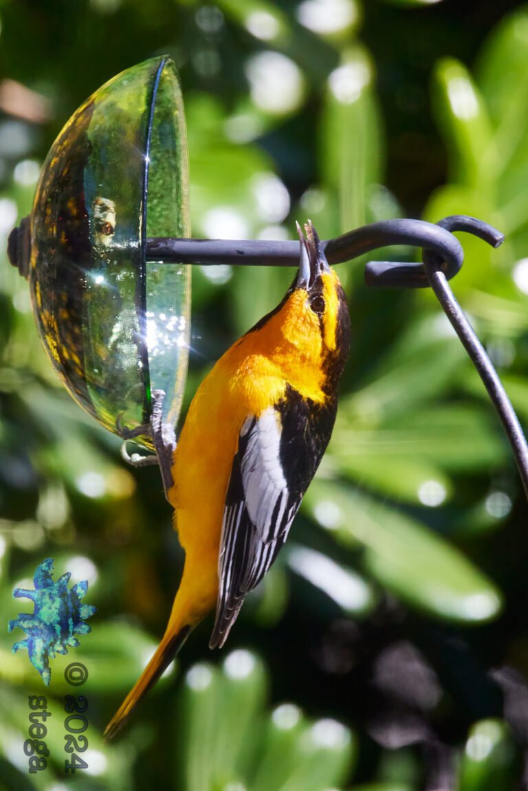 Bullock’s Oriole