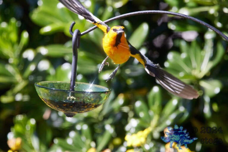 Bullock’s Oriole
