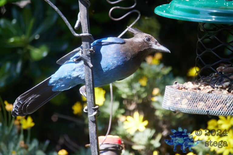 Steller’s Jay