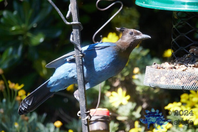 Steller’s Jay