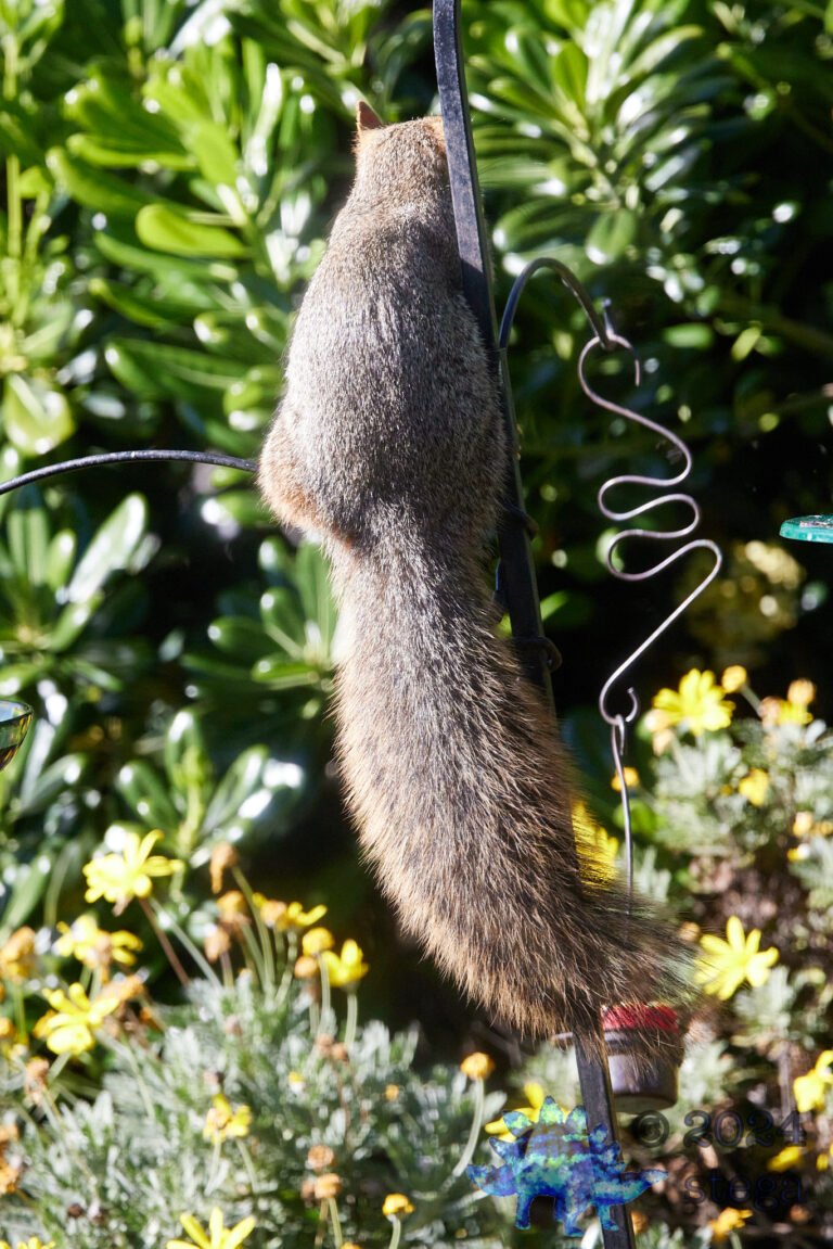 Fox Squirrel
