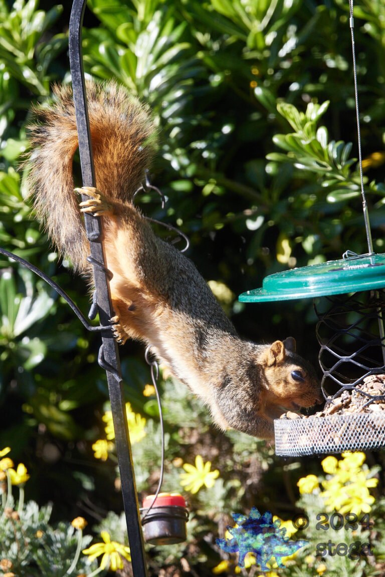 Fox Squirrel