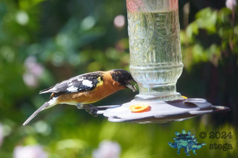 Black-Headed Grossbeak